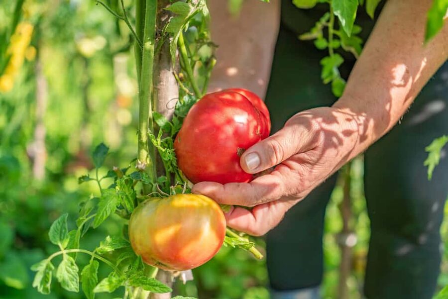 Amalfi Coast: Pizza & Mozzarella Class with Farmhouse visit - Why This Amalfi Garden to Oven Pizza Class Works