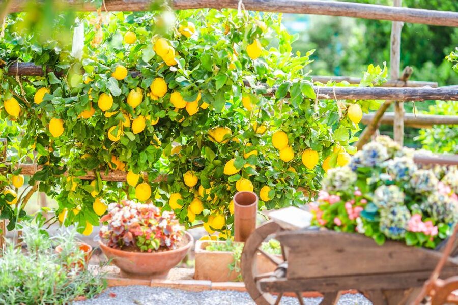 Amalfi: Cooking Class and Farmhouse Visit With Meal - Hands-on cooking class for 4 dishes, aprons on, group energy up