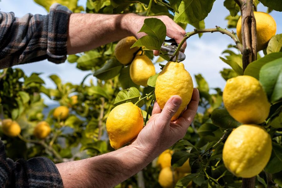 Amalfi: Cooking Class and Farmhouse Visit With Meal - Meeting point, timing, and what to bring so you’re not stressed