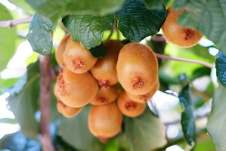 Amalfi: Learn how to make pasta, mozzarella and tiramisù! - What you eat: organic products you helped make