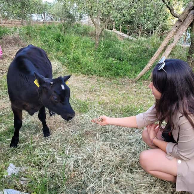 Amalfi: Milk the cows, Make Pasta, Mozzarella and Tiramisù! - Key things I’d circle on your plan