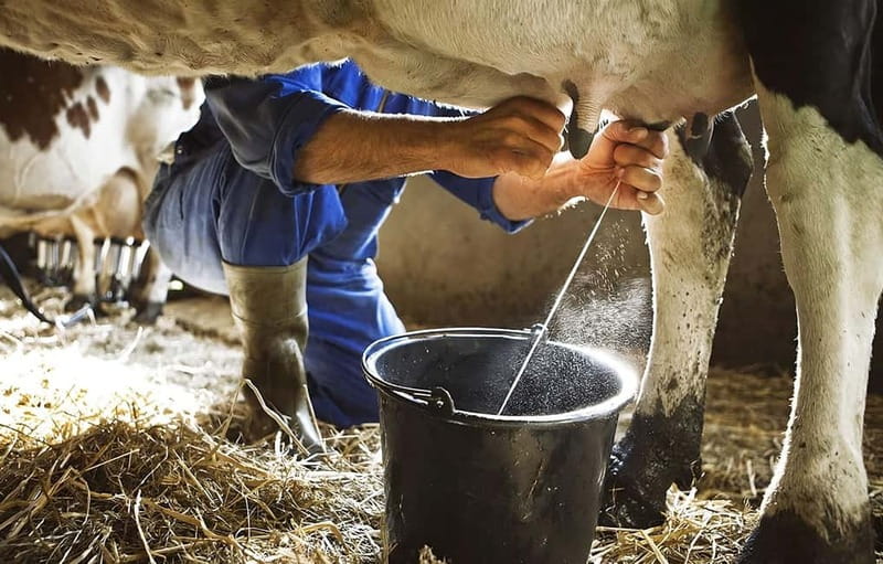 Amalfi: Milk the cows, Make Pasta, Mozzarella and Tiramisù! - Arriving at Valentino’s farmhouse in Agerola