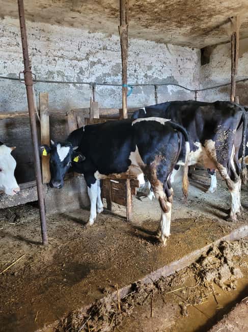 Amalfi: Milk the cows, Make Pasta, Mozzarella and Tiramisù! - Milking to mozzarella: how the lesson stays practical