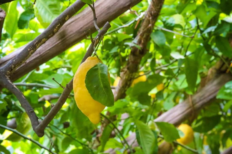 Amalfi Organic Lemon Tour & Wine Tasting + Dinner or Lunch - Entering the Amalfi Historical Garden: terrace farming that is engineered, not just pretty