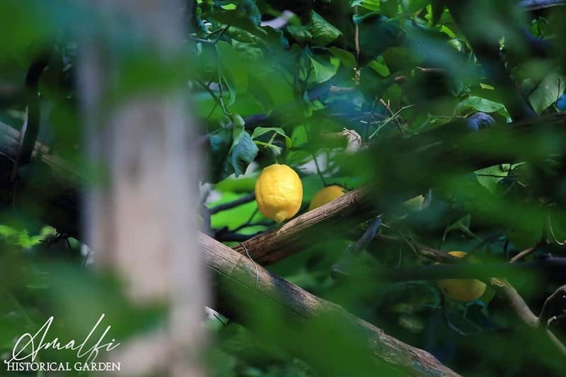 Amalfi Organic Lemon Tour & Wine Tasting + Dinner or Lunch - The 3-hour flow, meeting point, and what your body needs to handle