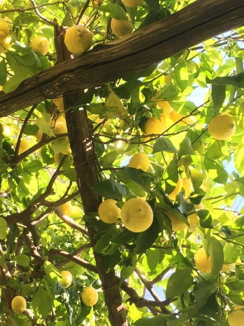 Amalfi Organic Lemon Tour & Wine Tasting + Dinner or Lunch - FAQ