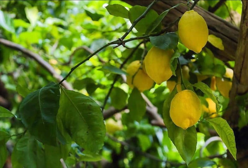 Amalfi Organic Lemon Tour & Wine Tasting + Dinner or Lunch - The lemon tour route: 100% organic groves, Sfusato lessons, and farming stories
