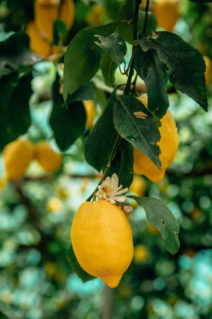 Amalfi: Vertical Lemon Farm Tour, Tastings, and Rural Museum - A vertical lemon grove that turns stairs into scenery