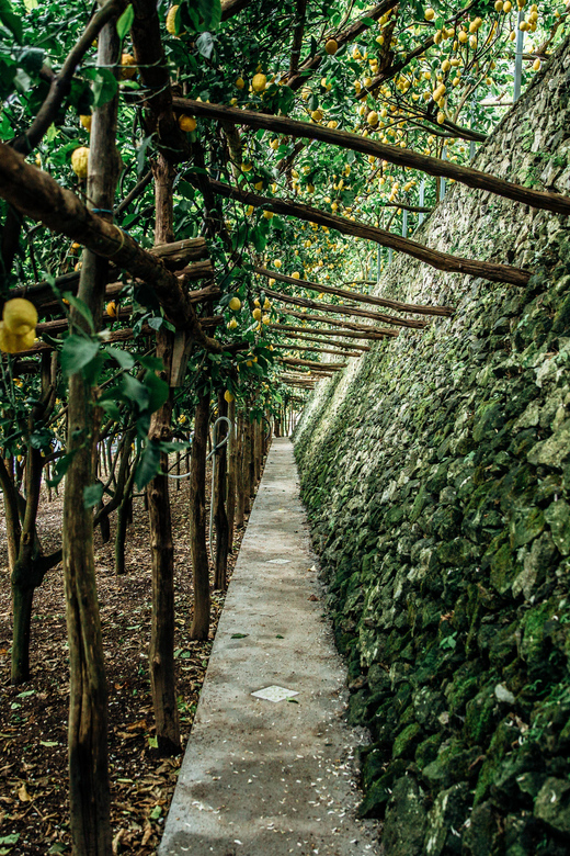 Amalfi: Vertical Lemon Farm Tour, Tastings, and Rural Museum - Inside the limoncello laboratory: the craft behind the spirit