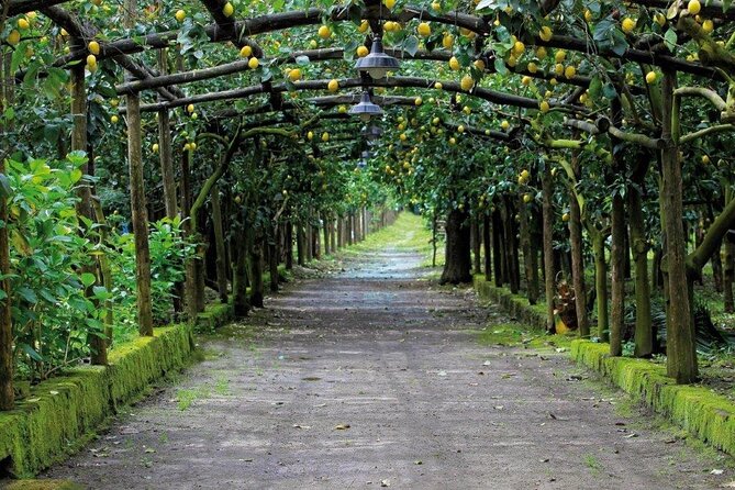 Backroads & Limoncello Experience: Sorrento E-Bike Tour - Stop 2: Agriturismo Il Convento for Limoncello and Lemon Granita