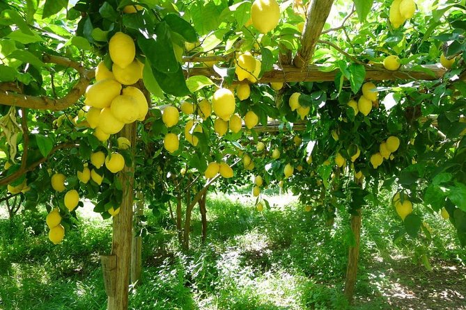 Discover Sorrento with food tasting and walking Tour - Olive Oil and Wine Mentions: Useful Context, Not a Full Sampling Meal