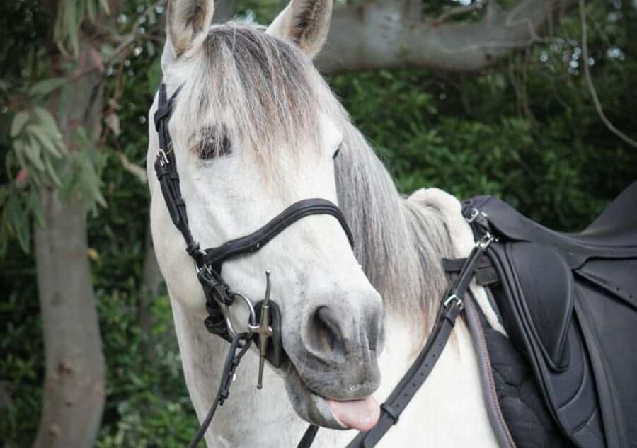 From Pompeii: Mount Vesuvius Horseback Riding Tour - Ranch tour first: how the staff sets you up to ride safely