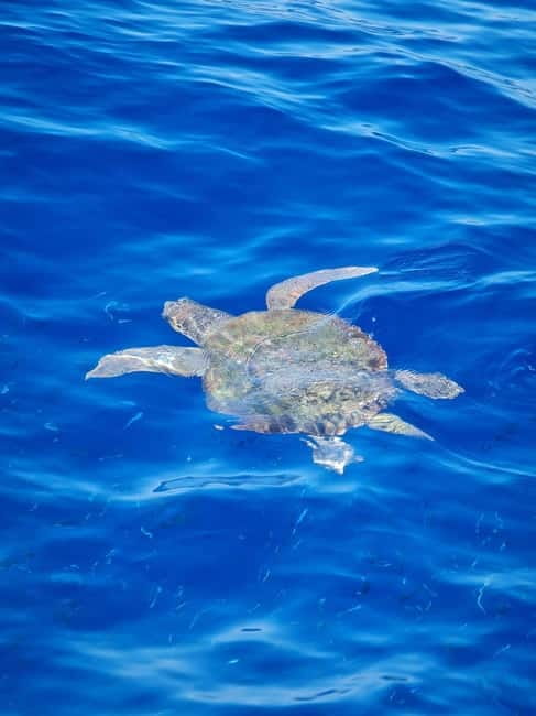 From Sorrento: Capri Boat Tour with Blue Grotto Visit - Green Grotto and Punta Carena Lighthouse, the later-day sights that calm you down