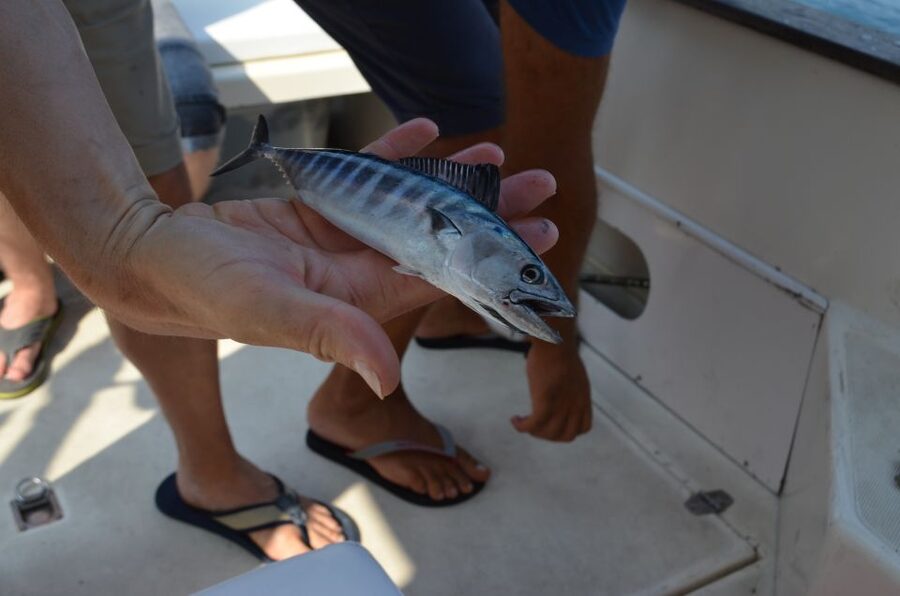 From Sorrento: Fishing in Capri with Lunch - Cruise around Capri, then the swim and snorkel break
