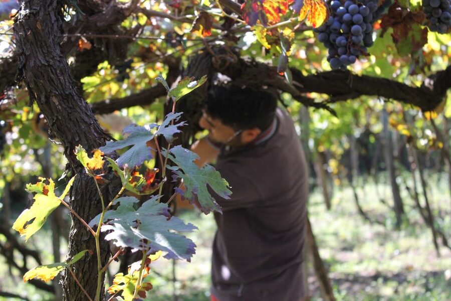 From Sorrento: Full-Day Pompeii & Wine Tasting Tour - Key takeaways at a glance