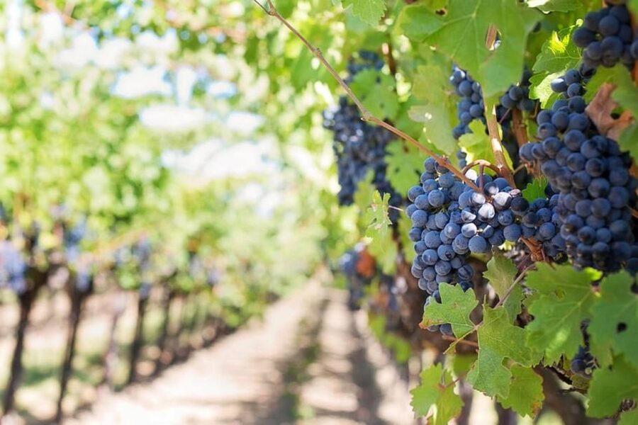 From Sorrento: Skip-the-Line Pompeii Tour and Vineyard Lunch - Should You Book This Pompeii and Vineyard Lunch Tour?