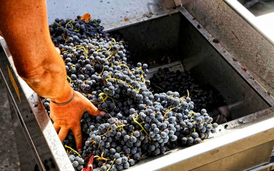 From Sorrento: Winery Tour, Tasting & Lunch - Start at Tempio Travel Sorrento and Take the Train to Pompeii