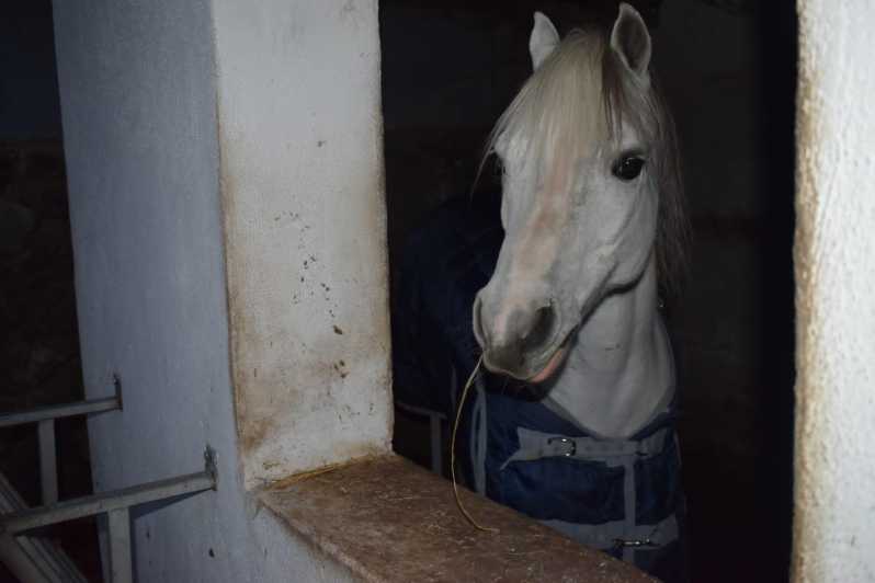 Horseback excursion in the Maddalena woods - Maddalena woods horseback ride: a different way to see Ischia’s green heart