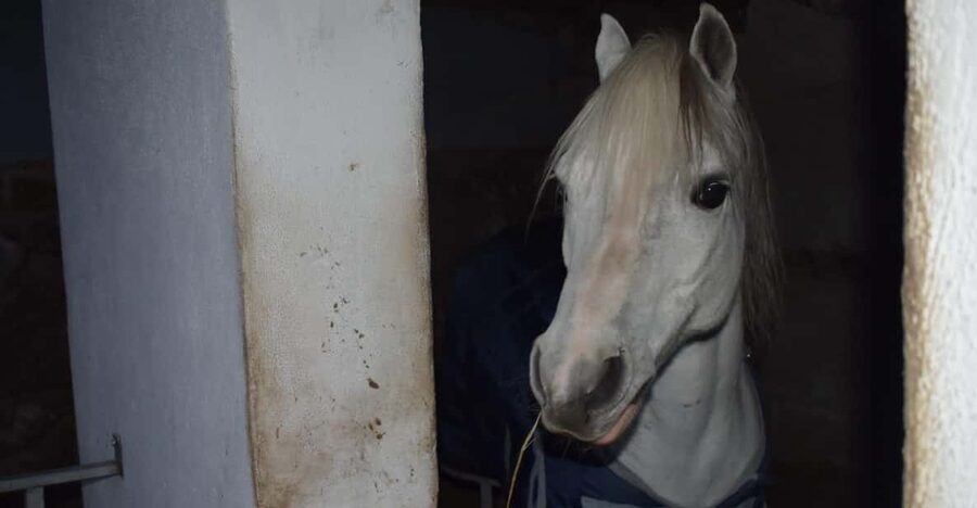 Horseback excursion in the Maddalena woods - Your ride timing: how the 1 hour tour plays out