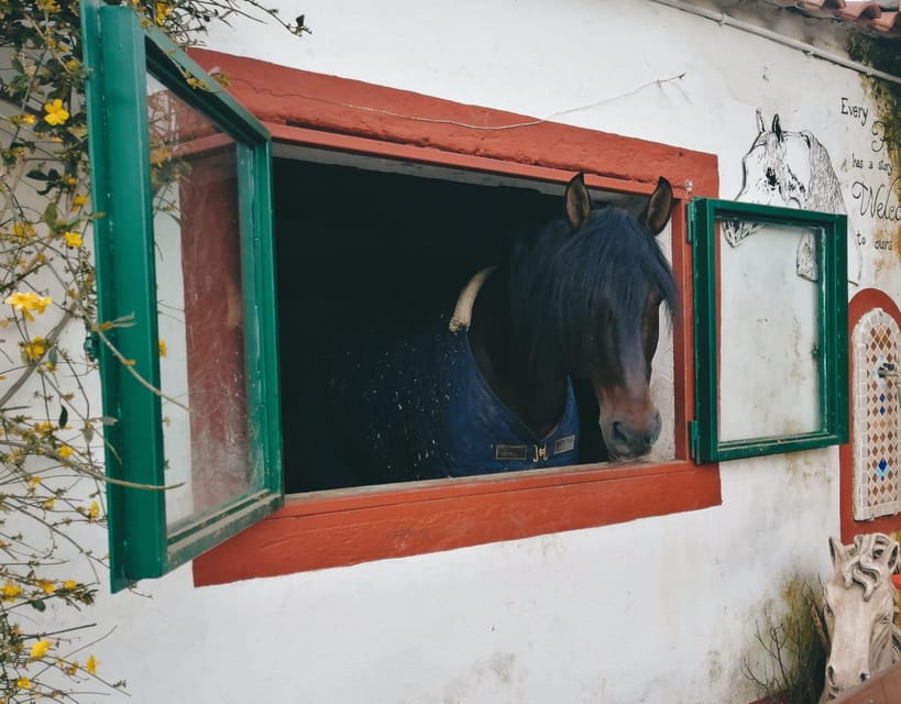 Horseback excursion in the Maddalena woods - Price and value: is $67.97 for a 1 hour private ride fair?