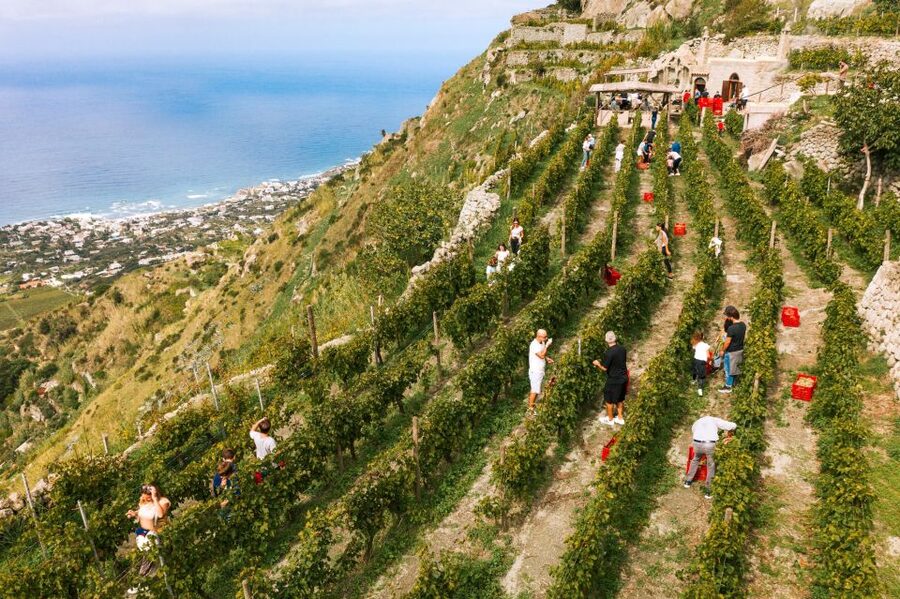 Ischia: Vineyard Tour & Wine Tasting Experience w/ Transfers - The Vineyard and Cellar Part: Where the Views Meet the Wine