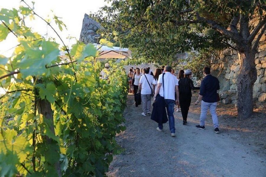 Ischia: Vineyard Tour & Wine Tasting Experience w/ Transfers - The Guided Tasting With a Sommelier: Four Wines, Clear Comparisons