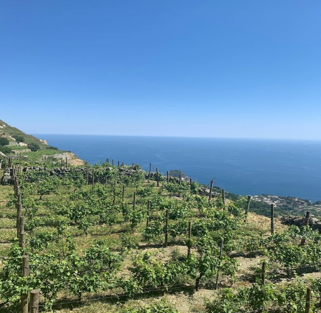 Ischia: Vineyard Tour & Wine Tasting Experience w/ Transfers - What You’ll Take Home From This Tour