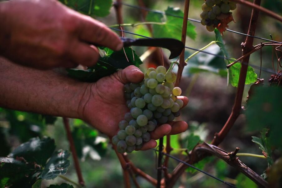 Ischia: Vineyard Tour & Wine Tasting Experience w/ Transfers - Price and the Real Value of the 3-Hour Format