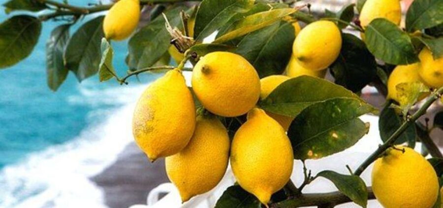Maiori: Amalfi Coast Path of Lemons Day Trip with Tastings - Why the Maiori to Minori lemon walk feels like a real farm visit