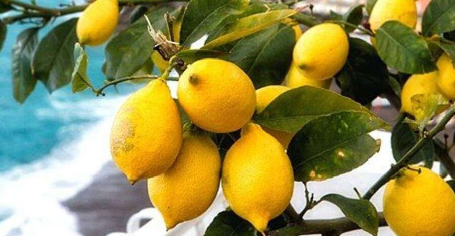 Maiori: Amalfi Coast Path of Lemons Day Trip with Tastings - Santa Maria a Mare, Torre, and the view that makes the steps worth it