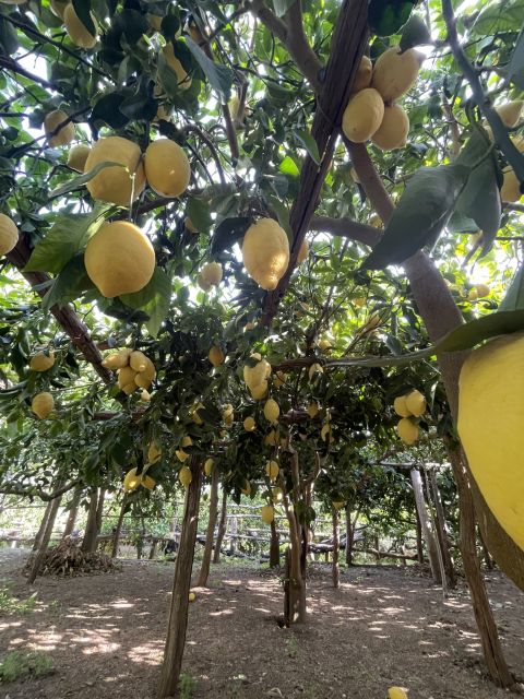 Maiori: Amalfi Coast Path of Lemons Day Trip with Tastings - Giovanni Ruocco’s lemon groves and what you taste under the trees