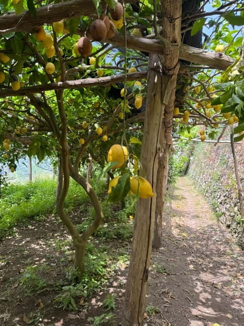 Maiori: Hiking Tour to A Lemon Farm with Lemon Tastings - Key points to know before you go