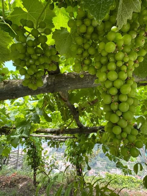 Maiori: Hiking Tour to A Lemon Farm with Lemon Tastings - Why this Maiori lemon farm hike beats a quick tasting