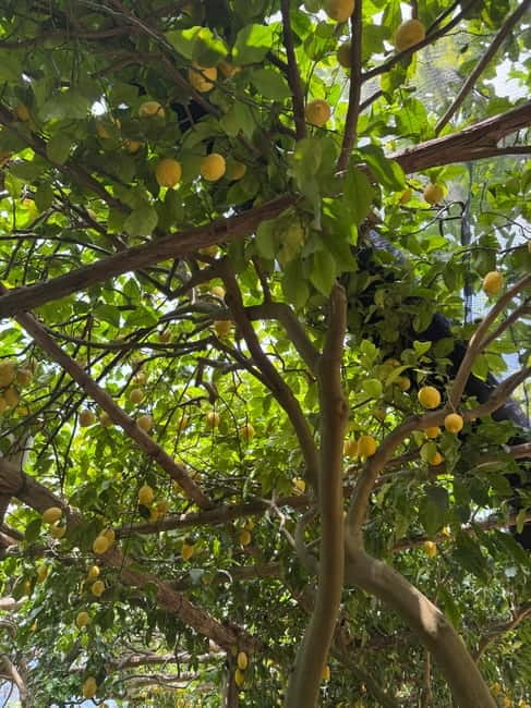Maiori: Hiking Tour to A Lemon Farm with Lemon Tastings - Starting at Mezzacapo Palace, then easing into Corso Reginna