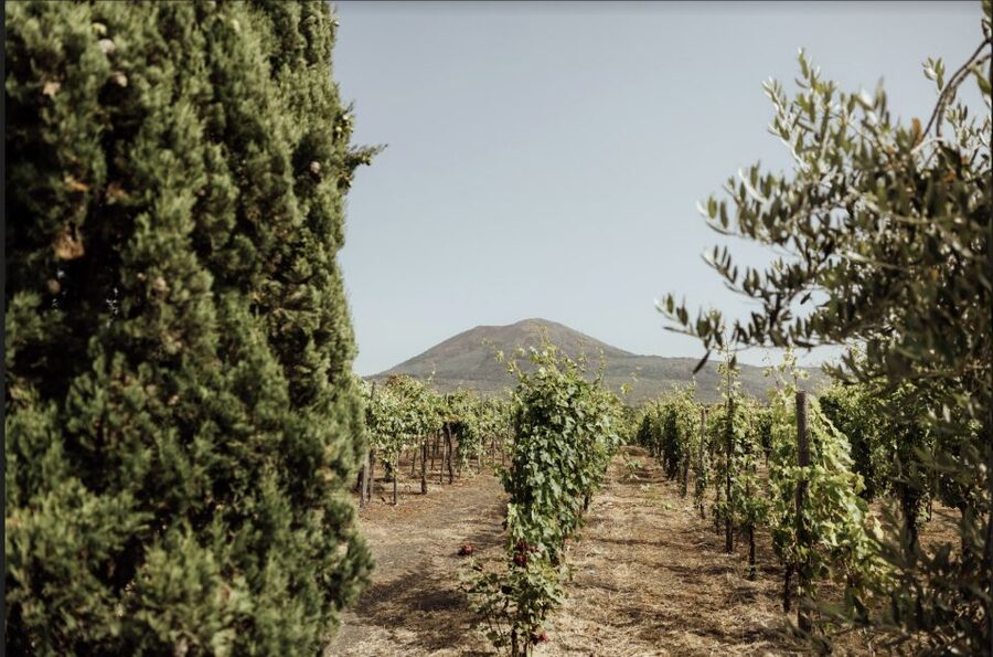 Mount Vesuvius: Vineyard Tour with Wine Tasting and Lunch - Key highlights worth your time