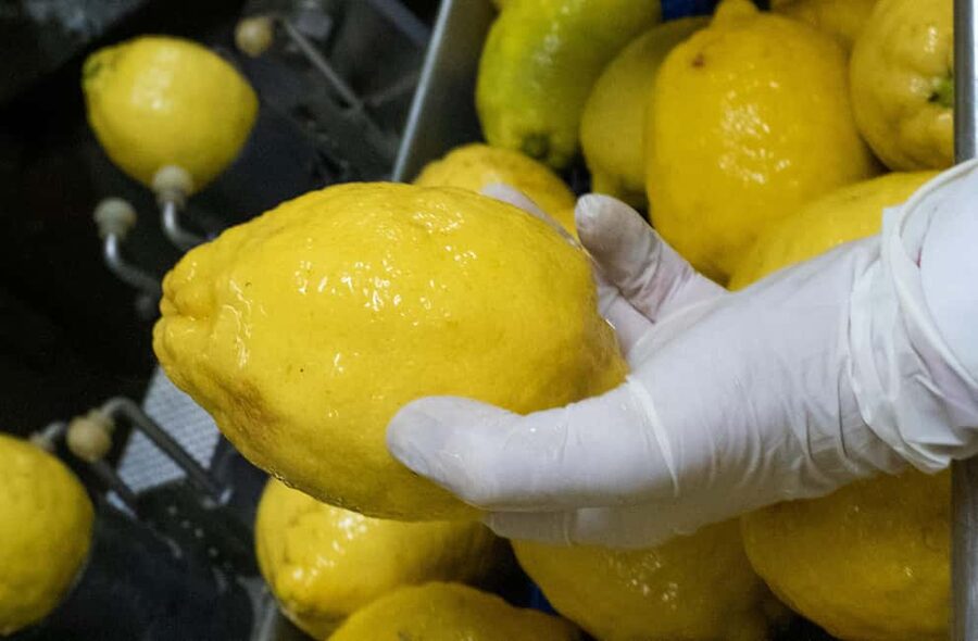 Nonno Mario Lemon Tour - Chef Carmine’s Daily Lemon Dessert with Limoncello
