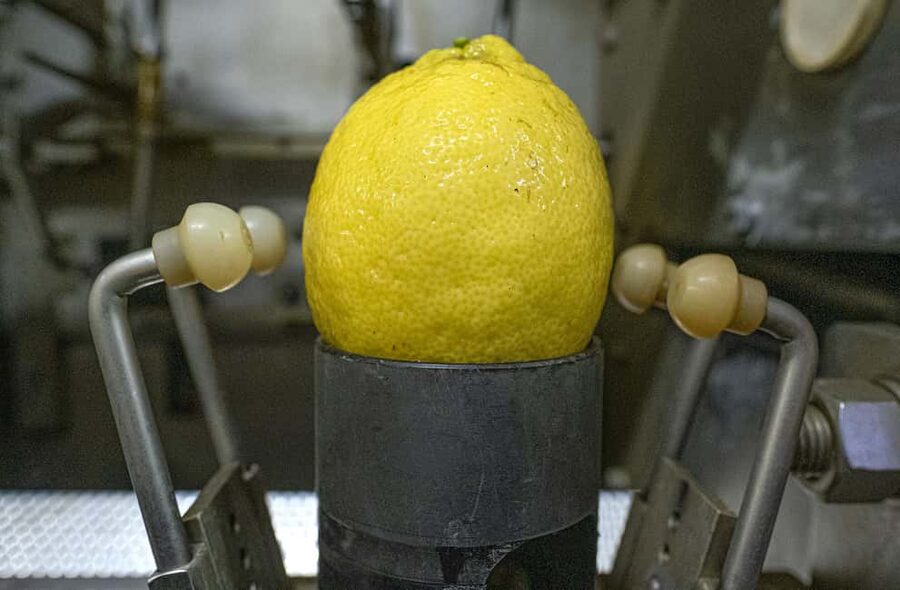 Nonno Mario Lemon Tour - Price and Value: Does $77 Make Sense?