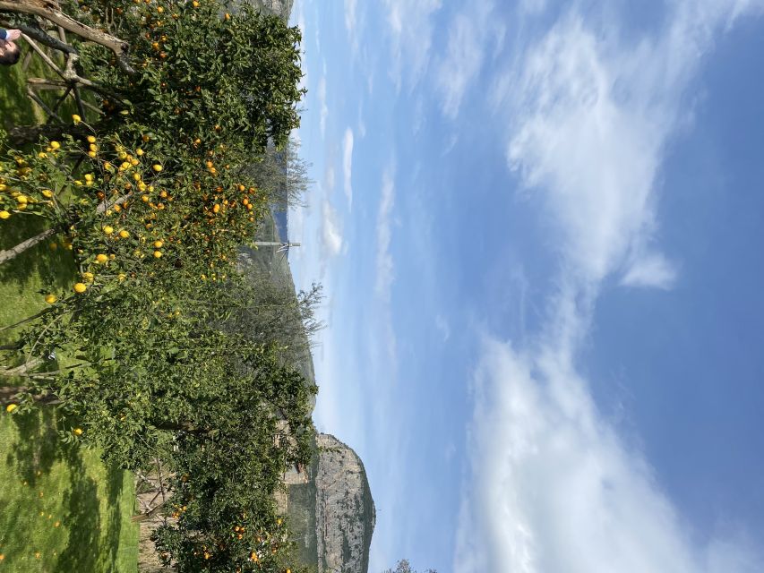 Piano di Sorrento: Cooking Class with Food Tasting and Wine - Logistics That Make the Day Easier: Timing, Mobility, and What to Bring