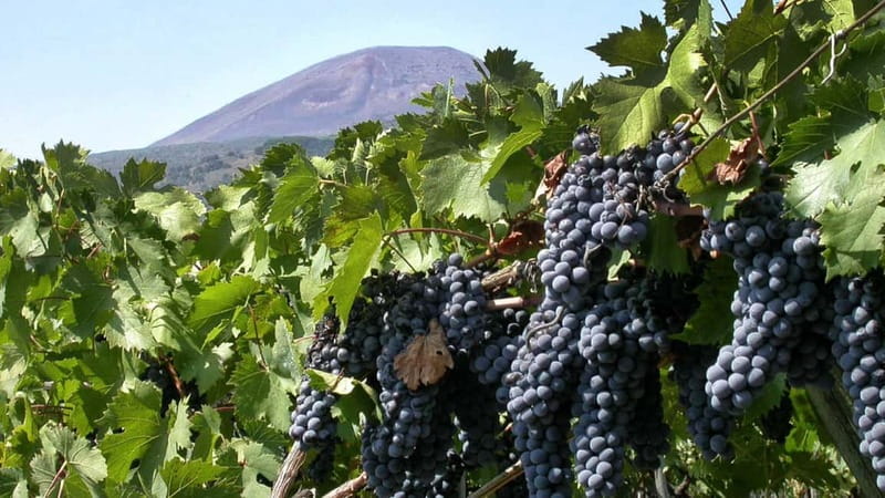 Pompeii: Archeological Tour & Wine Tasting at Mt. Vesuvius - Key highlights you should know