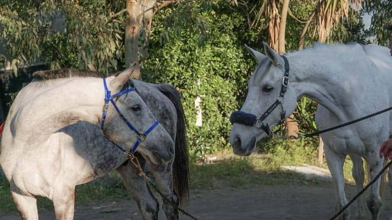 Pompeii: Mount Vesuvius Night Horseback Ride and Italian BBQ - The 1 Hour Horse Riding On Mount Vesuvius, What You Actually Do