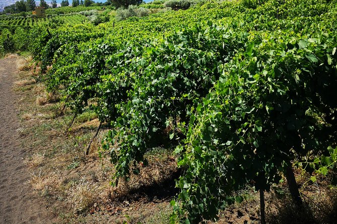 Pompeii Tour & Lunch with Wine Tasting Experience - Wine tasting on Mount Vesuvius: Tears of Christ and how to taste better
