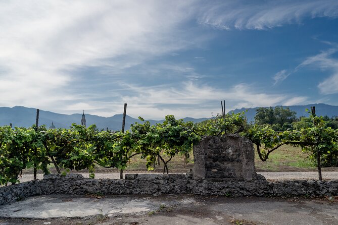Pompeii Vineyard Escape: Private Wine Tasting & Lunch - Who Should Book This Pompeii Vineyard Escape
