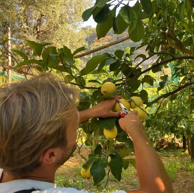 Sorrento: Authentic Lemon Experience in a Farm with Tastings - A Working Lemon Farm Near Sorrento: How the Day Starts