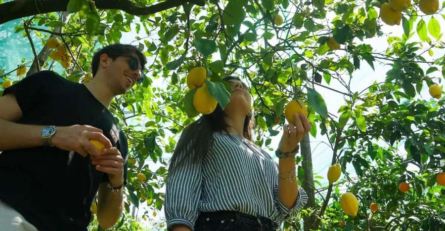 Sorrento: Authentic Lemon Experience in a Farm with Tastings - The Spirits and Marmalade Stop: Limoncello and Local Snacks