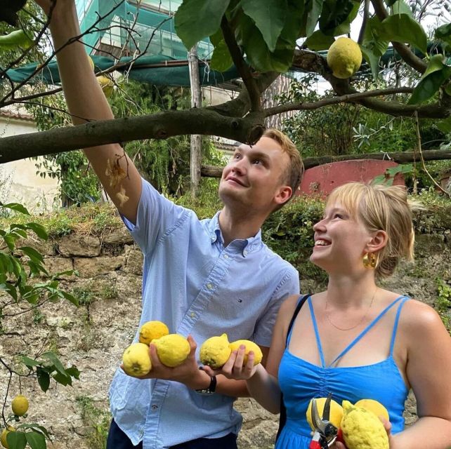 Sorrento: Authentic Lemon Experience in a Farm with Tastings - Price and Value: Is 73 Dollars Worth It?