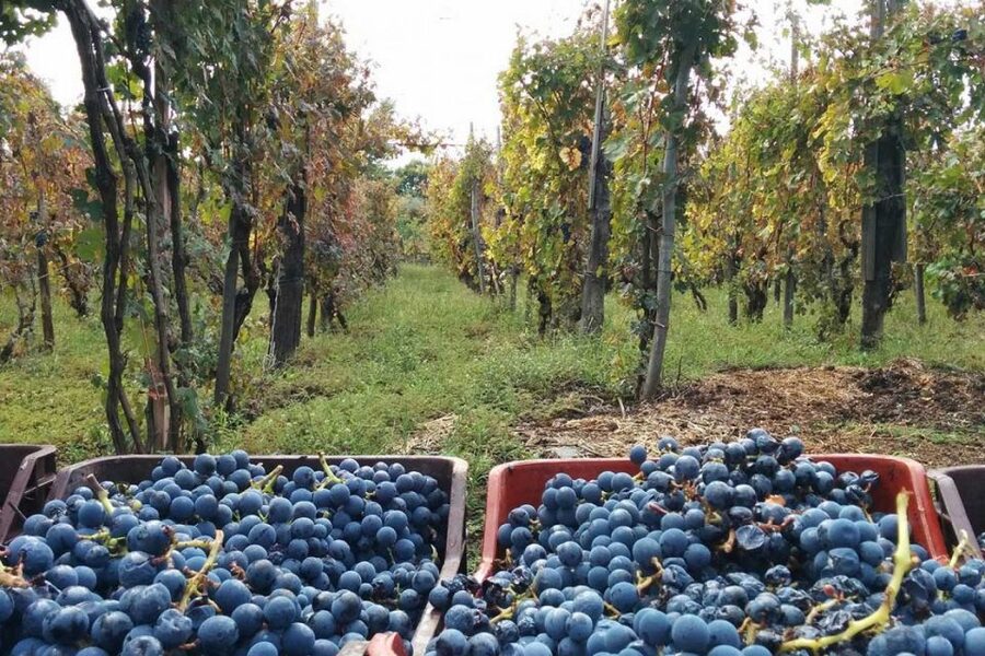 Sorrento: Family Farm Experience with Lunch - Key Takeaways Before You Go