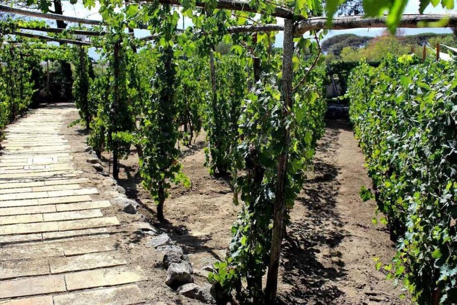 Sorrento: Family Farm Experience with Lunch - Price and Value: Is $169.93 per Person Fair?