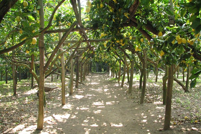 Sorrento Farm and Food Experience including Olive Oil, Limoncello, Wine tasting - Why This Sorrento Farm Visit Feels Different Than Another Food Tour