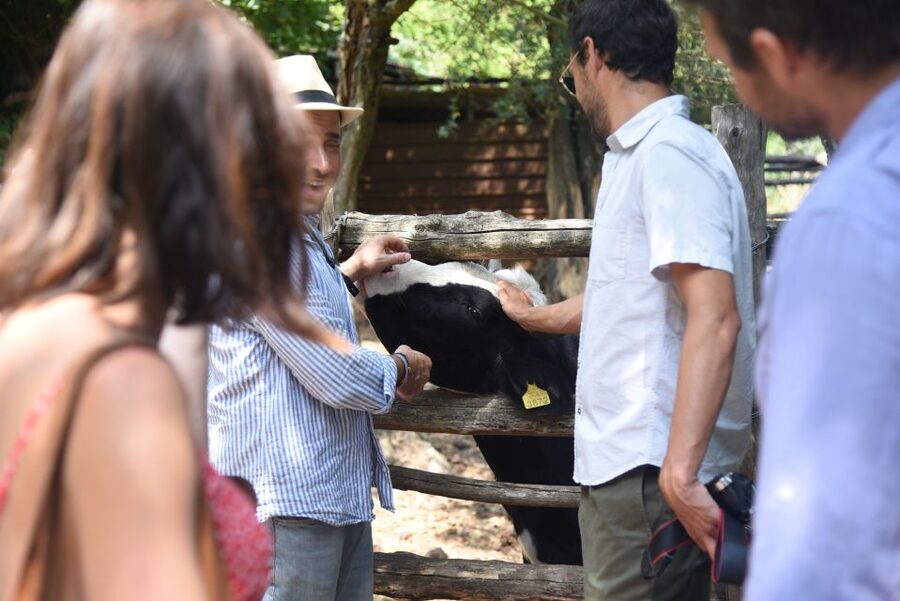 Sorrento: Farm Tour with Cheese Tasting & Pizza Making Class - Who should book (and who might want a different plan)