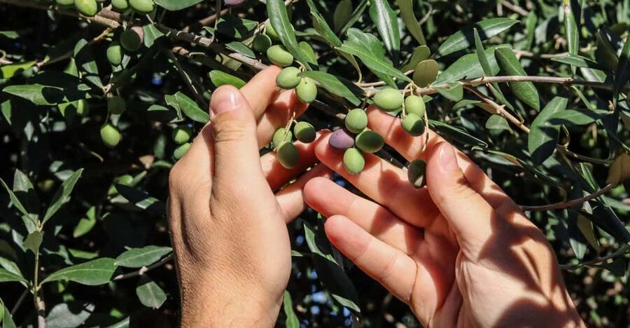 Sorrento: Guided Olive Mill Visit with Tastings - Who This Tour Fits Best